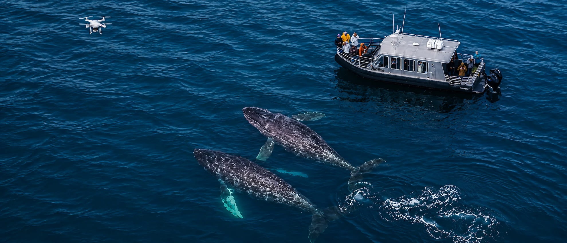 Whale Watching Hoonah Alaska